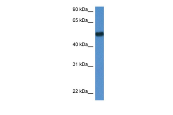 Bin1 Rabbit Polyclonal Antibody