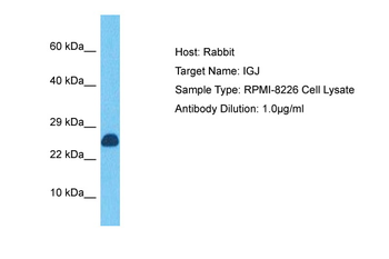 JCHAIN Rabbit Polyclonal Antibody