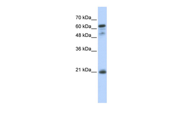 GCET2 Rabbit Polyclonal Antibody