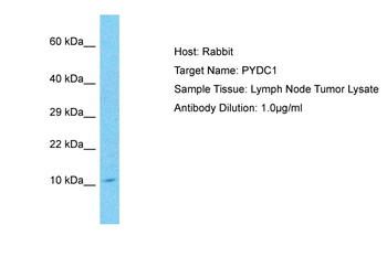 PYDC1 Rabbit Polyclonal Antibody