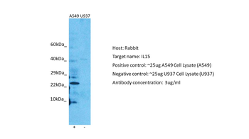 IL15 Rabbit Polyclonal Antibody