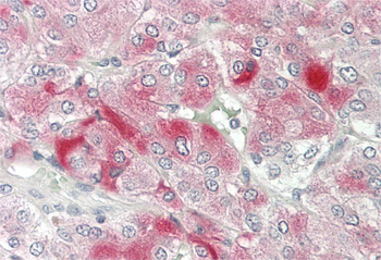 GNRH2 Rabbit Polyclonal Antibody