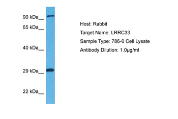 LRRC33 Rabbit Polyclonal Antibody