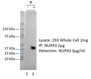 NUP43 Rabbit Polyclonal Antibody