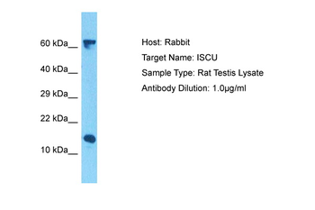 Iscu Rabbit Polyclonal Antibody