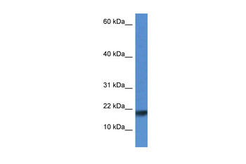 Iscu Rabbit Polyclonal Antibody