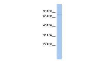 PEX5 Rabbit Polyclonal Antibody