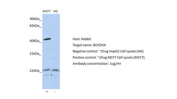 BCKDHA Rabbit Polyclonal Antibody