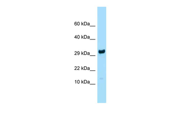 Rpl27 Rabbit Polyclonal Antibody