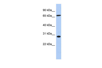 SFRS7 Rabbit Polyclonal Antibody