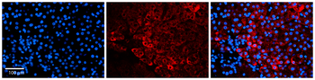 UNC45A Rabbit Polyclonal Antibody