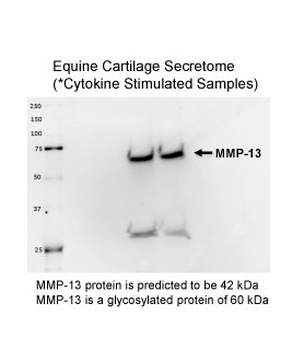 MMP13 Rabbit Polyclonal Antibody