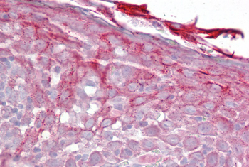 CFP Rabbit Polyclonal Antibody