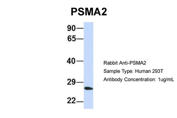 PSMA2 Rabbit Polyclonal Antibody