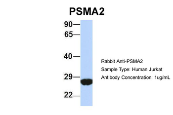 PSMA2 Rabbit Polyclonal Antibody