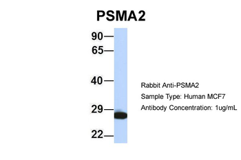PSMA2 Rabbit Polyclonal Antibody