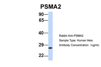 PSMA2 Rabbit Polyclonal Antibody