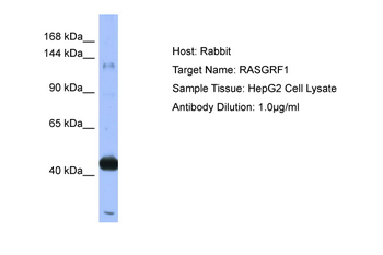 RASGRF1 Rabbit Polyclonal Antibody