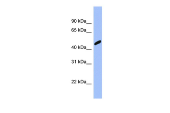 RBBP7 Rabbit Polyclonal Antibody