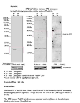 RAB1A Rabbit Polyclonal Antibody