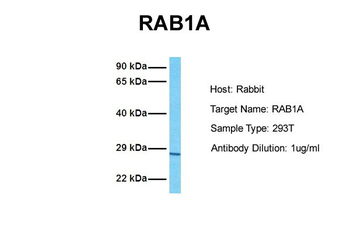 RAB1A Rabbit Polyclonal Antibody