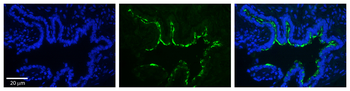 RAB1A Rabbit Polyclonal Antibody