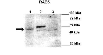 RAB5A Rabbit Polyclonal Antibody
