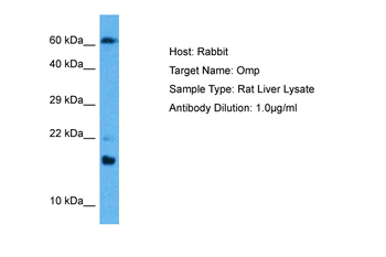 OMP Rabbit Polyclonal Antibody
