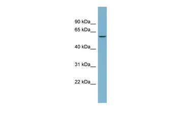 PPP5C Rabbit Polyclonal Antibody