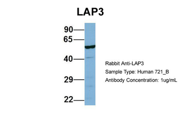 LAP3 Rabbit Polyclonal Antibody