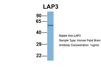 LAP3 Rabbit Polyclonal Antibody