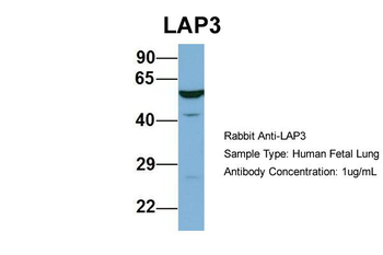 LAP3 Rabbit Polyclonal Antibody