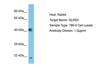 GLRX5 Rabbit Polyclonal Antibody