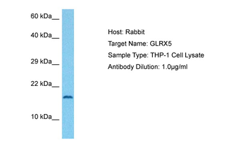 GLRX5 Rabbit Polyclonal Antibody