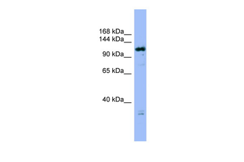FAM29A Rabbit Polyclonal Antibody