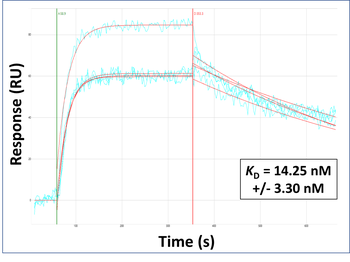 YTHDF1 Rabbit Polyclonal Antibody
