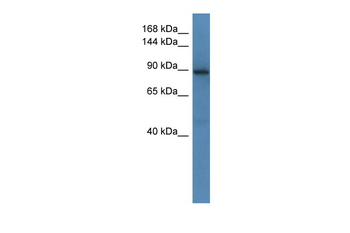 Srgap1 Rabbit Polyclonal Antibody