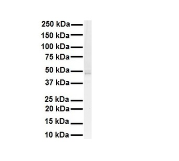 STAMBPL1 Rabbit Polyclonal Antibody