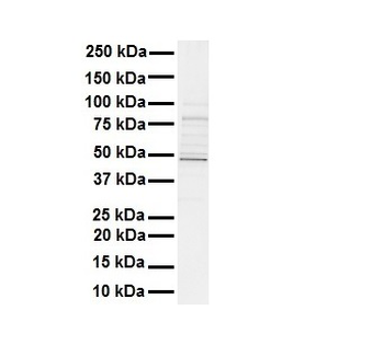 STAMBPL1 Rabbit Polyclonal Antibody
