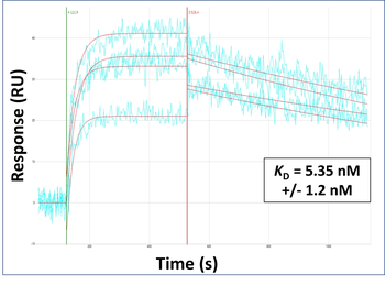 Dennd1a Rabbit Polyclonal Antibody