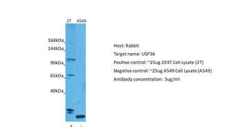 USP36 Rabbit Polyclonal Antibody