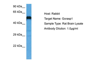 GORASP1 Rabbit Polyclonal Antibody