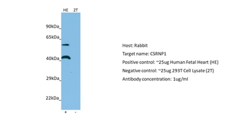 AXUD1 Rabbit Polyclonal Antibody