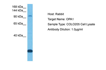 OPA1 Rabbit Polyclonal Antibody