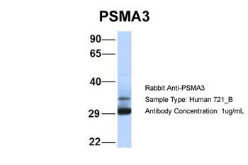 PSMA3 Rabbit Polyclonal Antibody