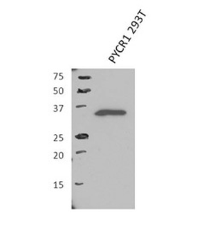 PYCR1 Rabbit Polyclonal Antibody