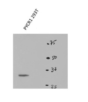 PYCR1 Rabbit Polyclonal Antibody