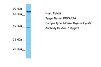 Prkar1a Rabbit Polyclonal Antibody