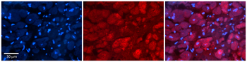 ATG4B Rabbit Polyclonal Antibody