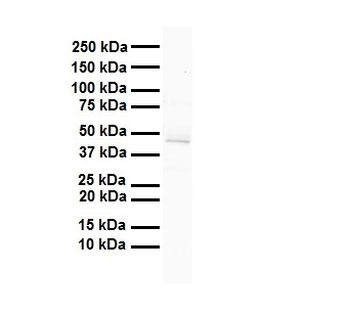 FOXA1 Rabbit Polyclonal Antibody